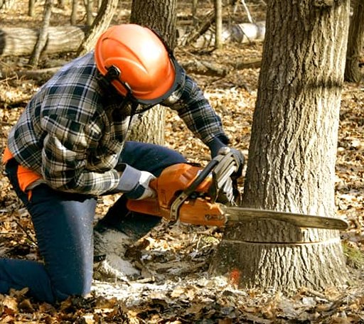 Tree Removal in Hugo, OK